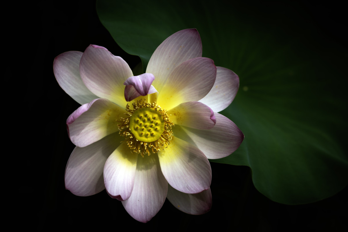 The Lotus Blossom
