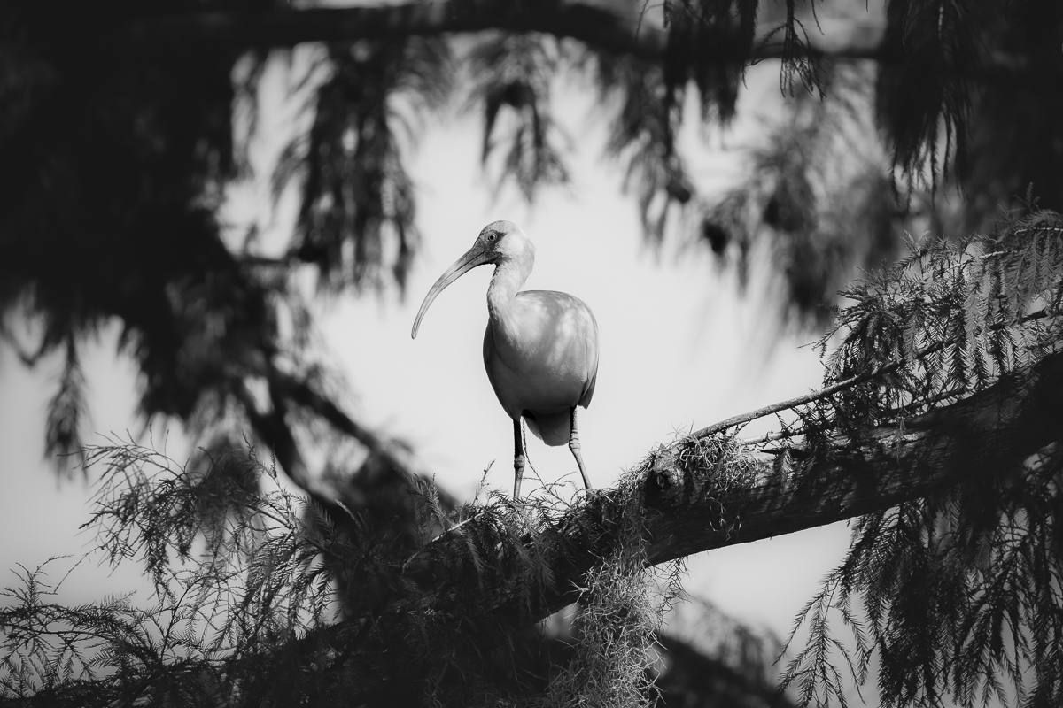 American White Ibis