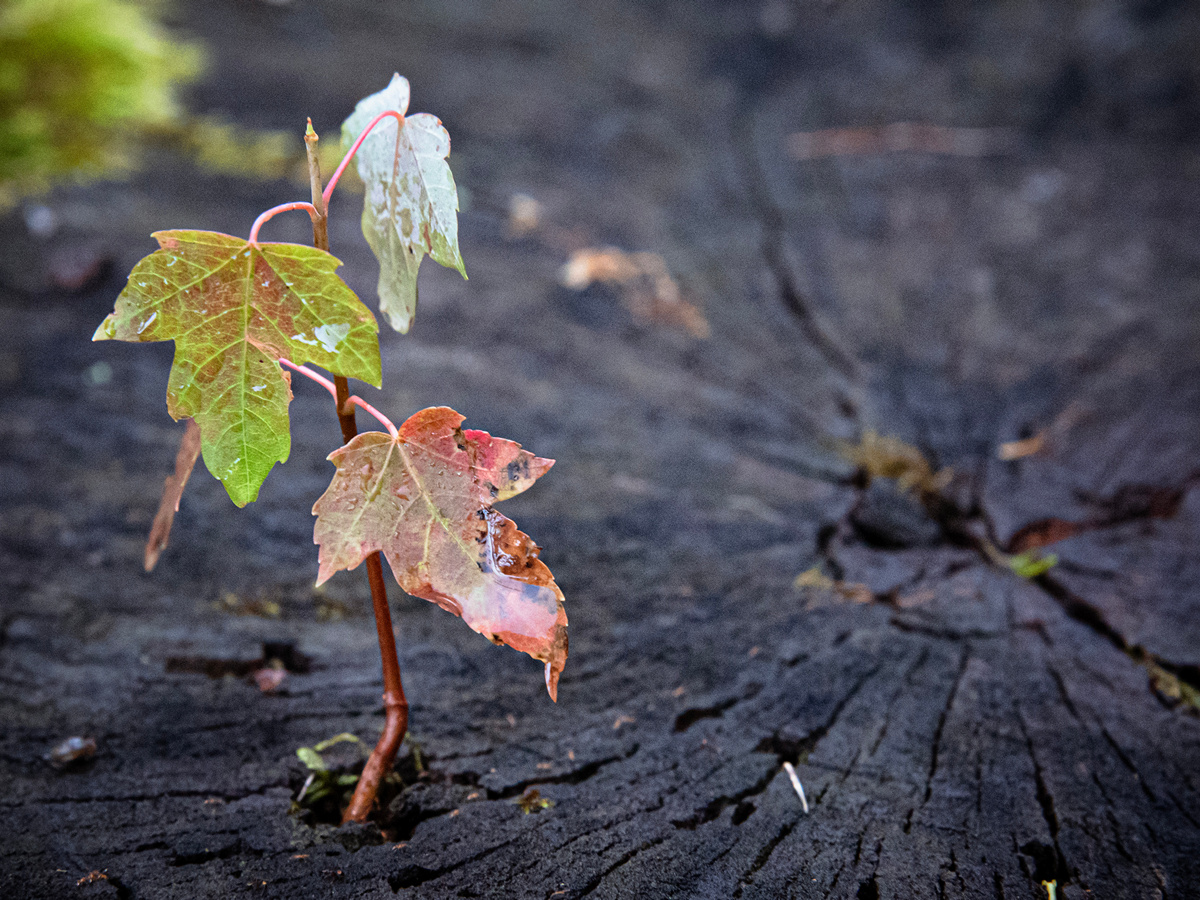 Rebirth