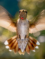 Inquisitive