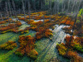 Bog Music in the Key of Light