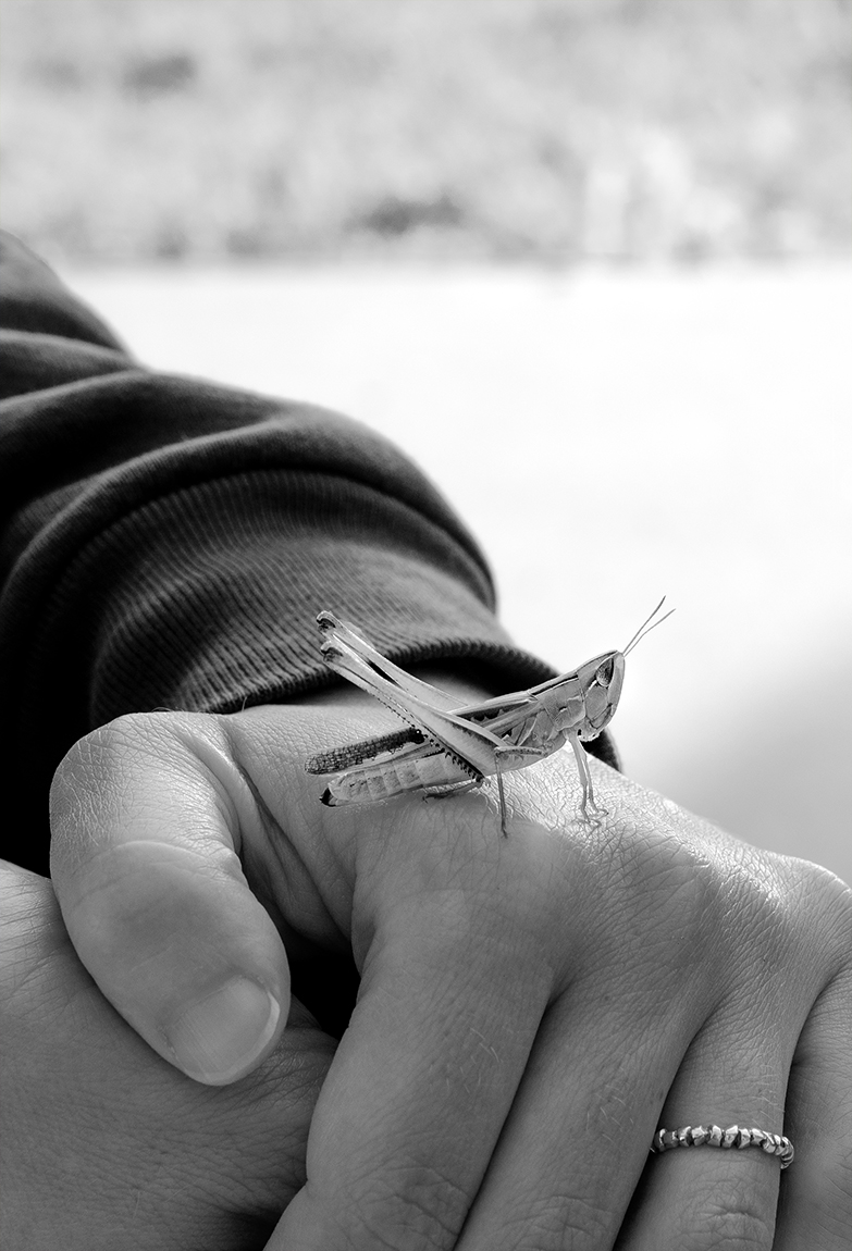 lively little cricket