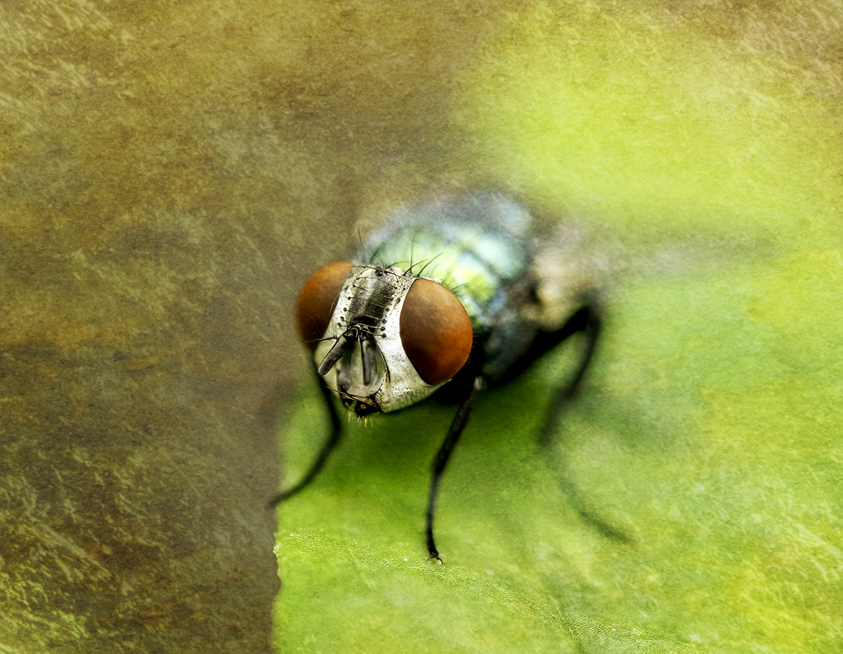 The Fly