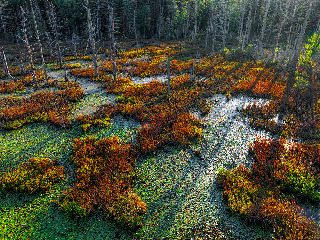 Bog Music in the Key of Light