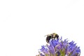 Bee-tween the Petals