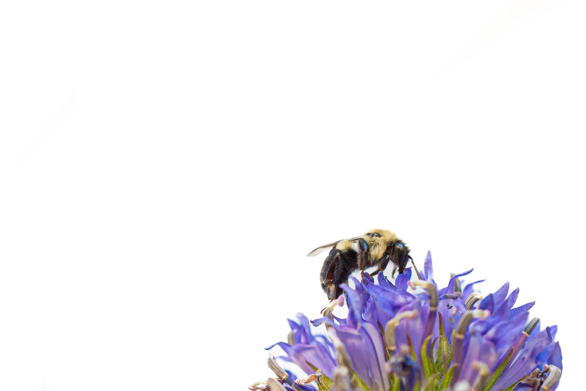 Bee-tween the Petals