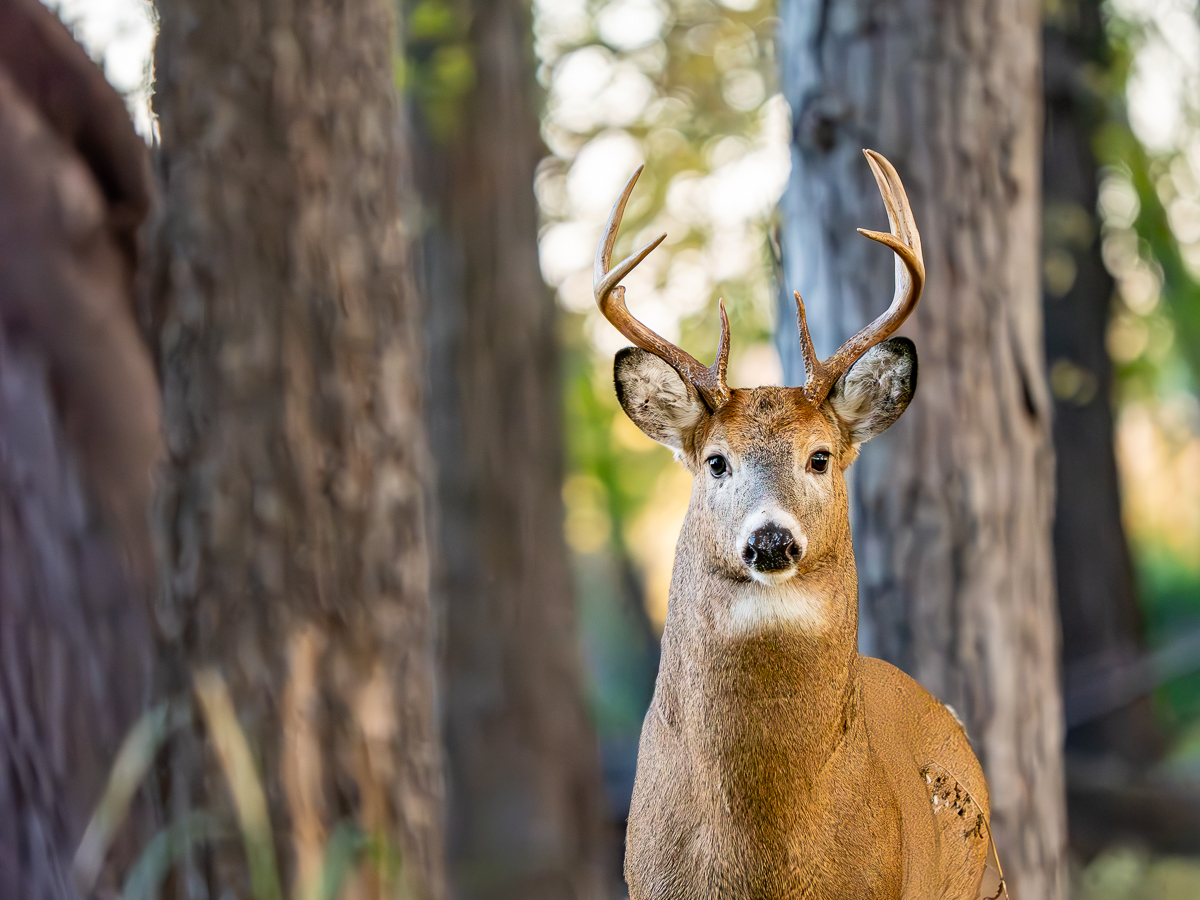 The Watchful Buck