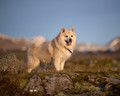 Icelandic Sheepdog in his natural habitat