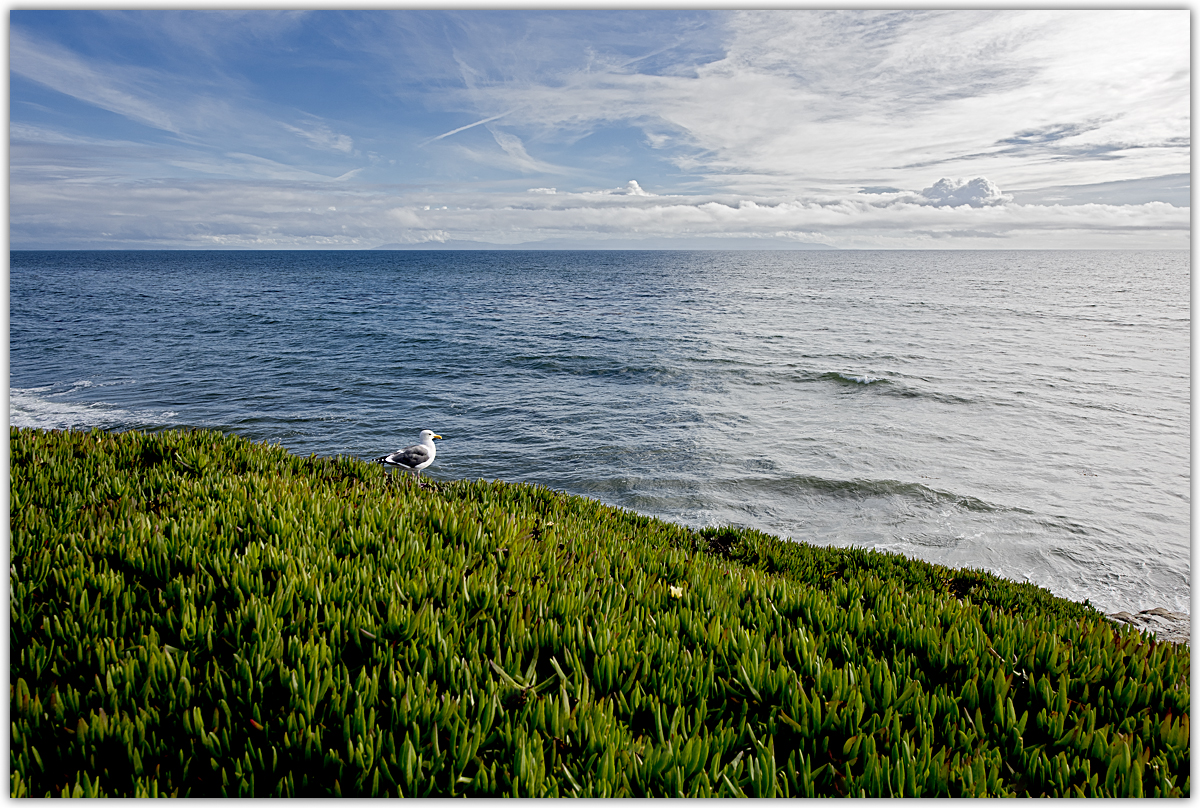A Seagull's View