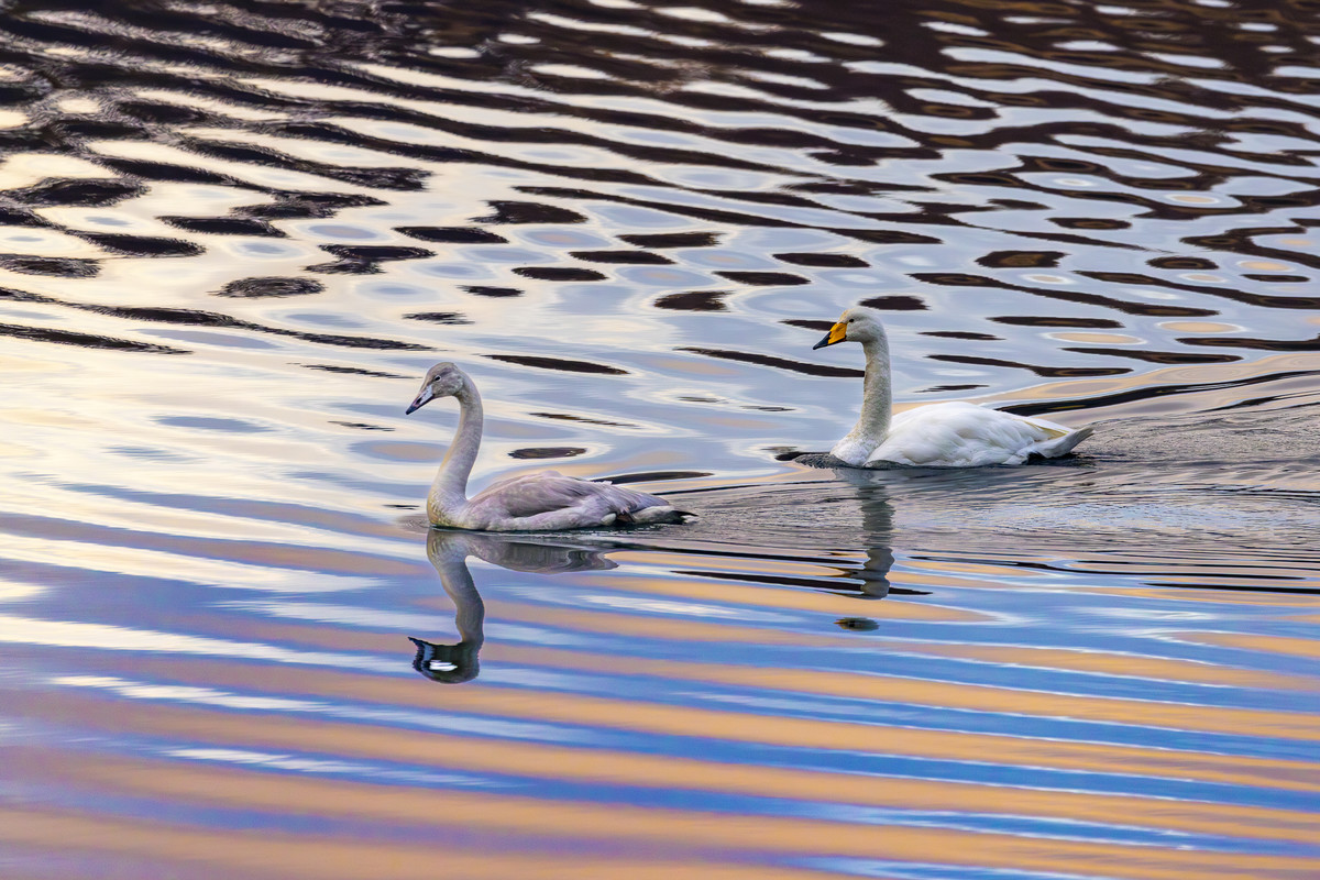 Reflections of a Swan Family