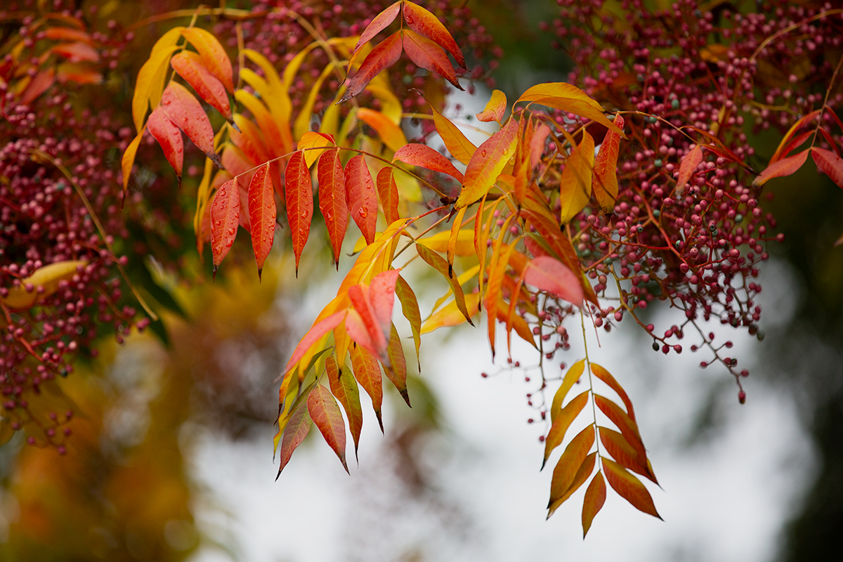 Autumn Glow