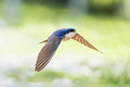 Swallow