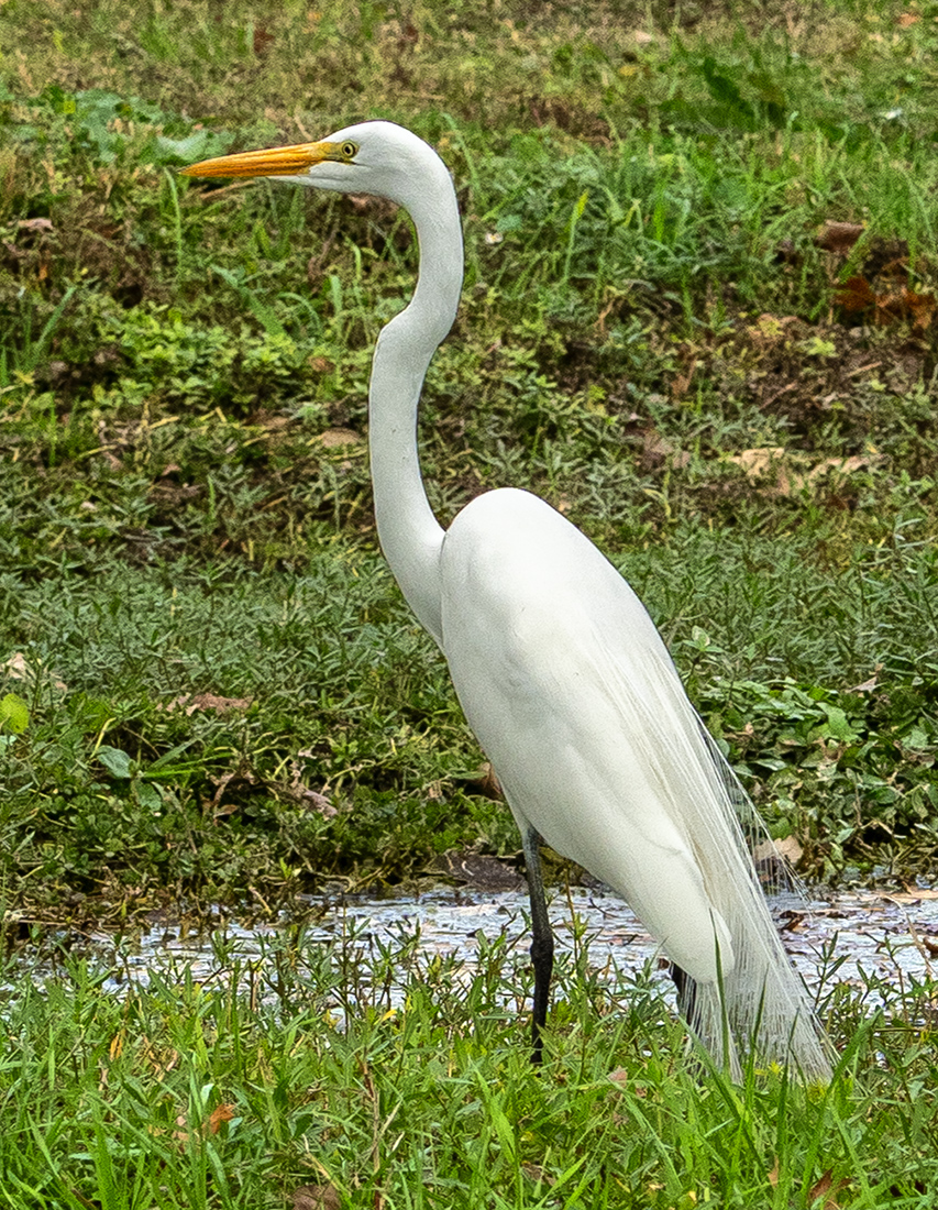 snowy egret