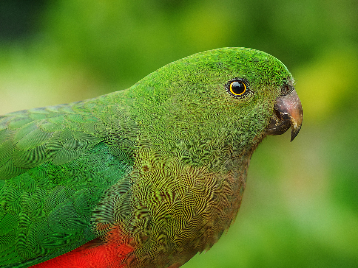 Juvenile King Parrot