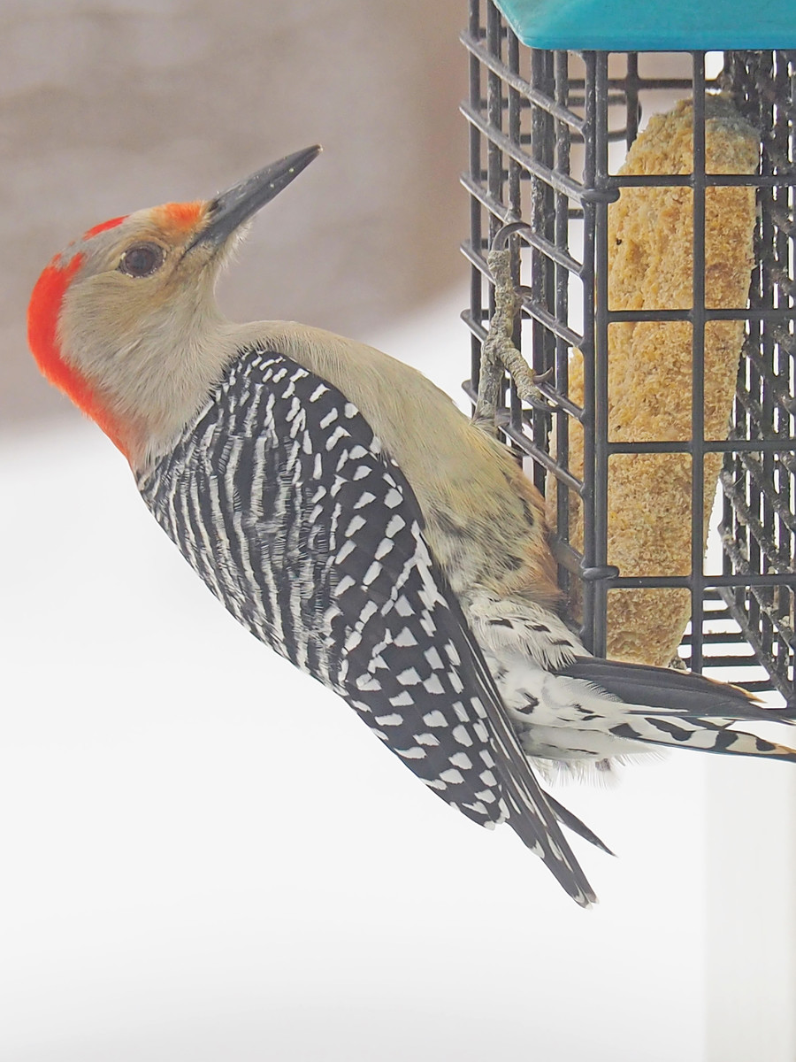 Woodpecker