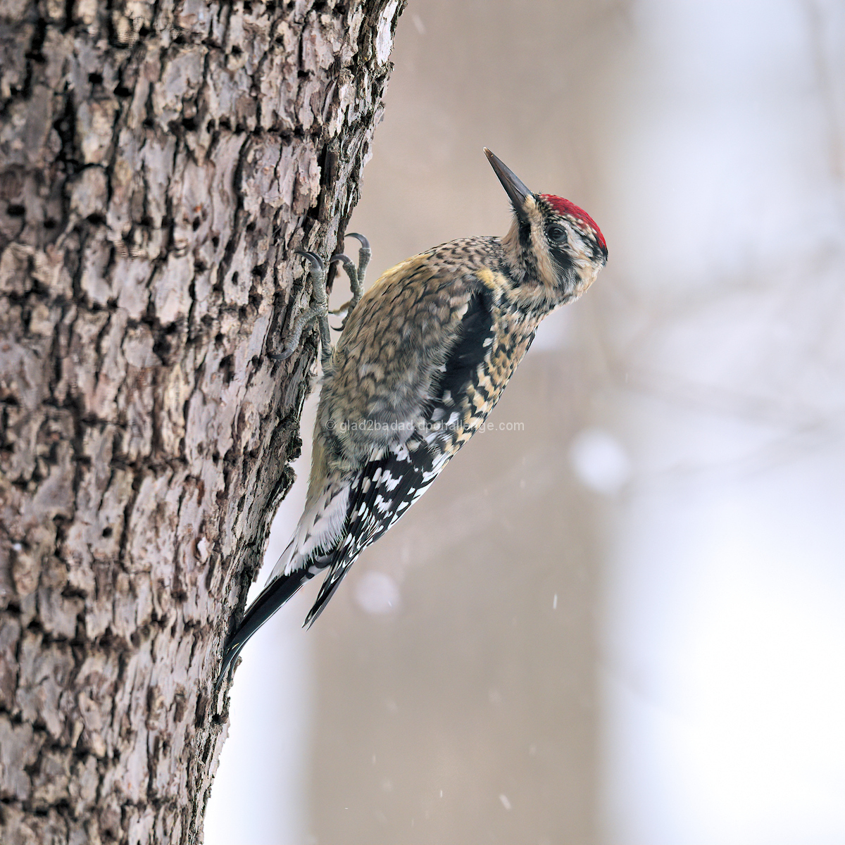 Yellow-bellied Sapsucker