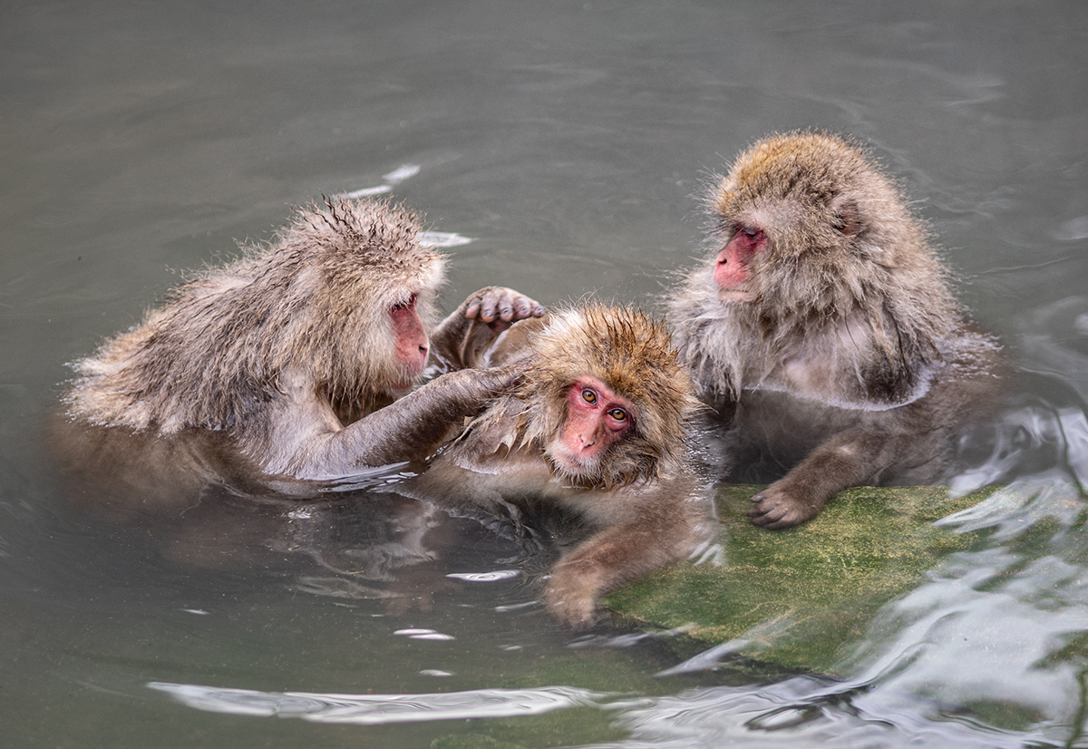 Snow monkeys