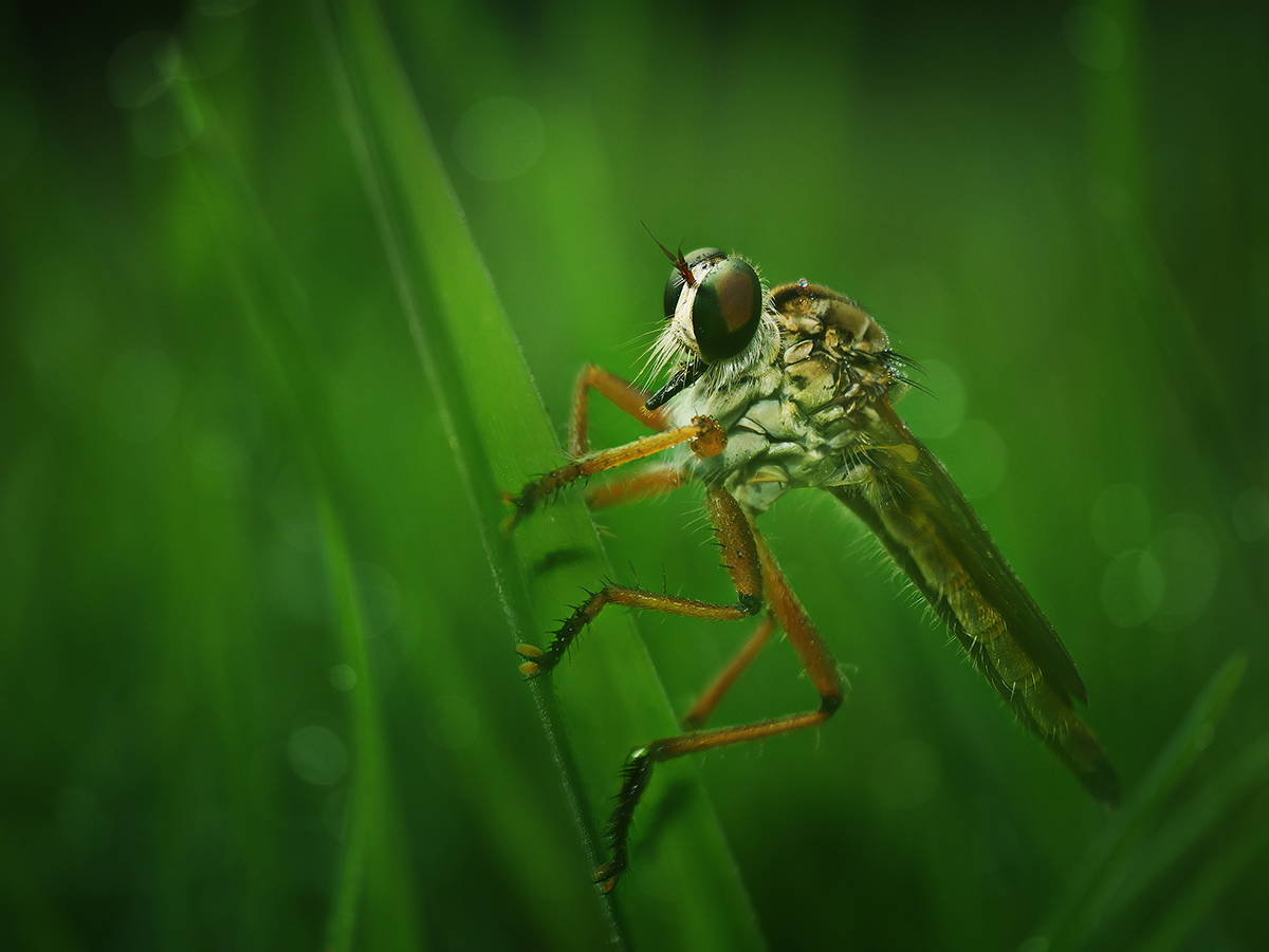 in the grass