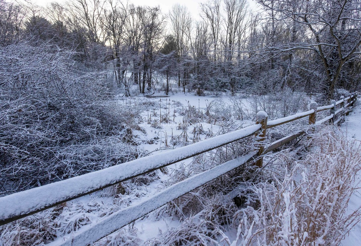 The Frozen Pond