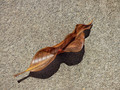 Leaf on a path