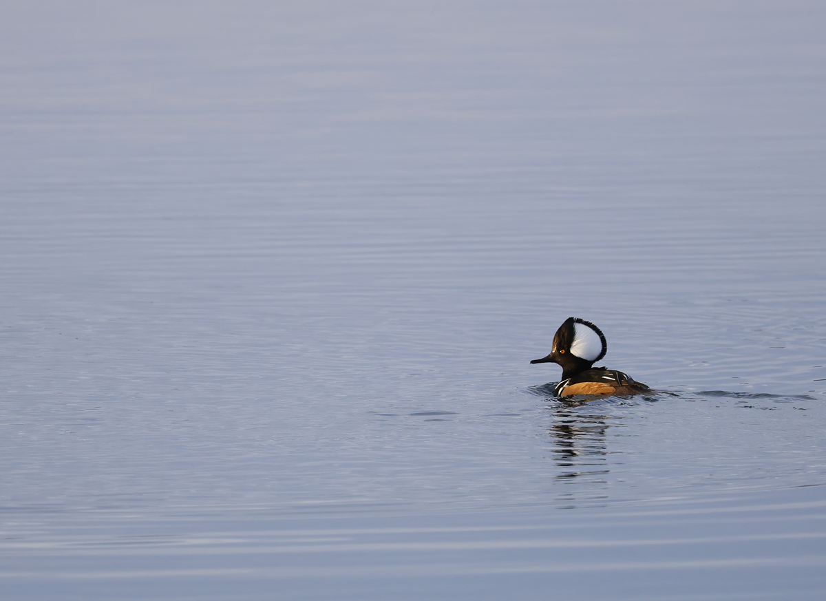 Hooded Merganser