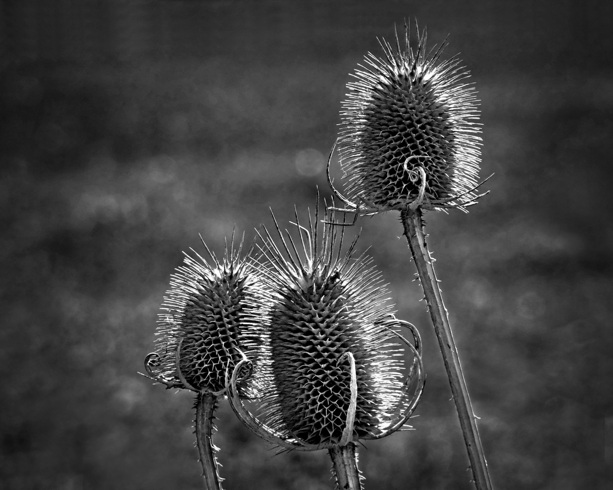 Echoes of Winter