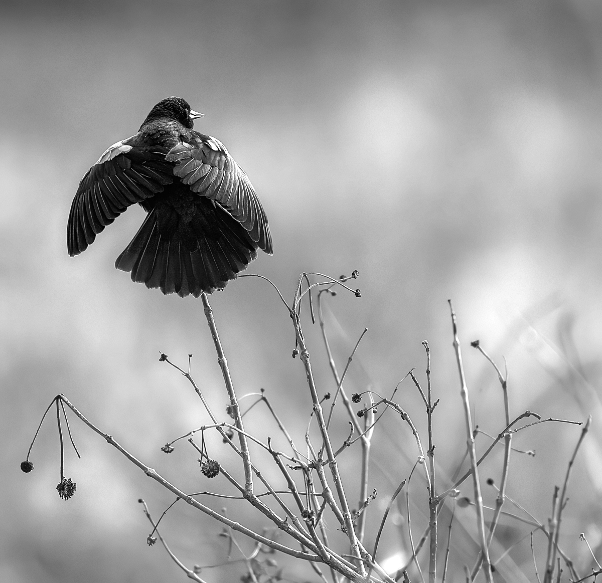 Redwing Blackbird