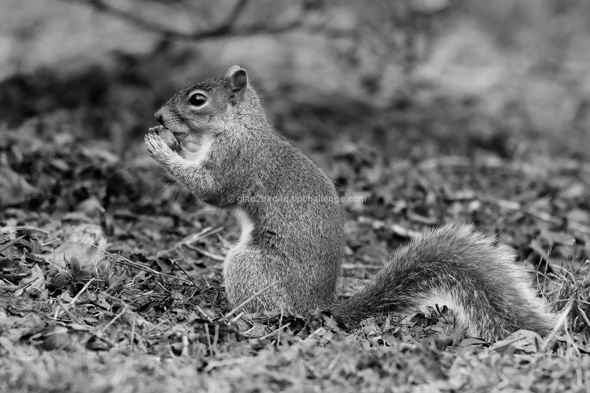 squirrel with a nut