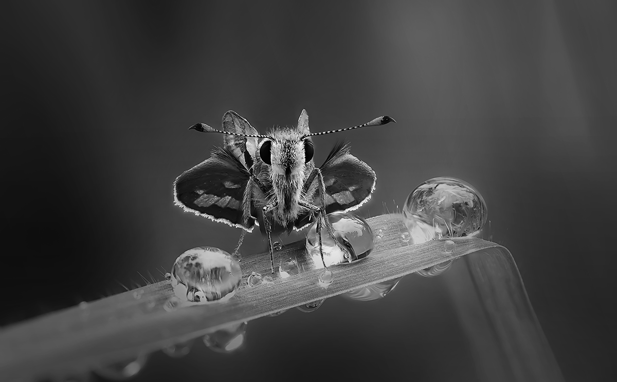 Tiny Butterfly with Dew Drops