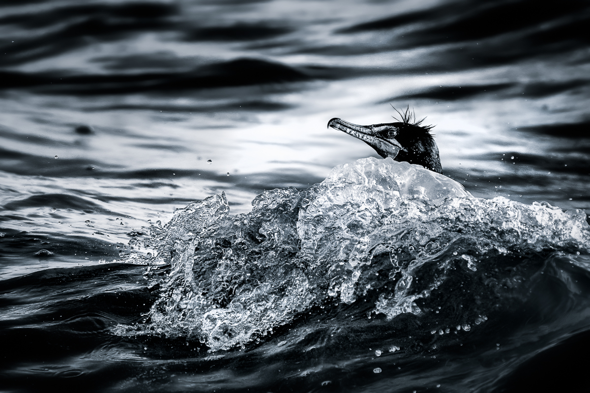The Cormorant and the Sea