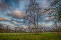 Trees and fence