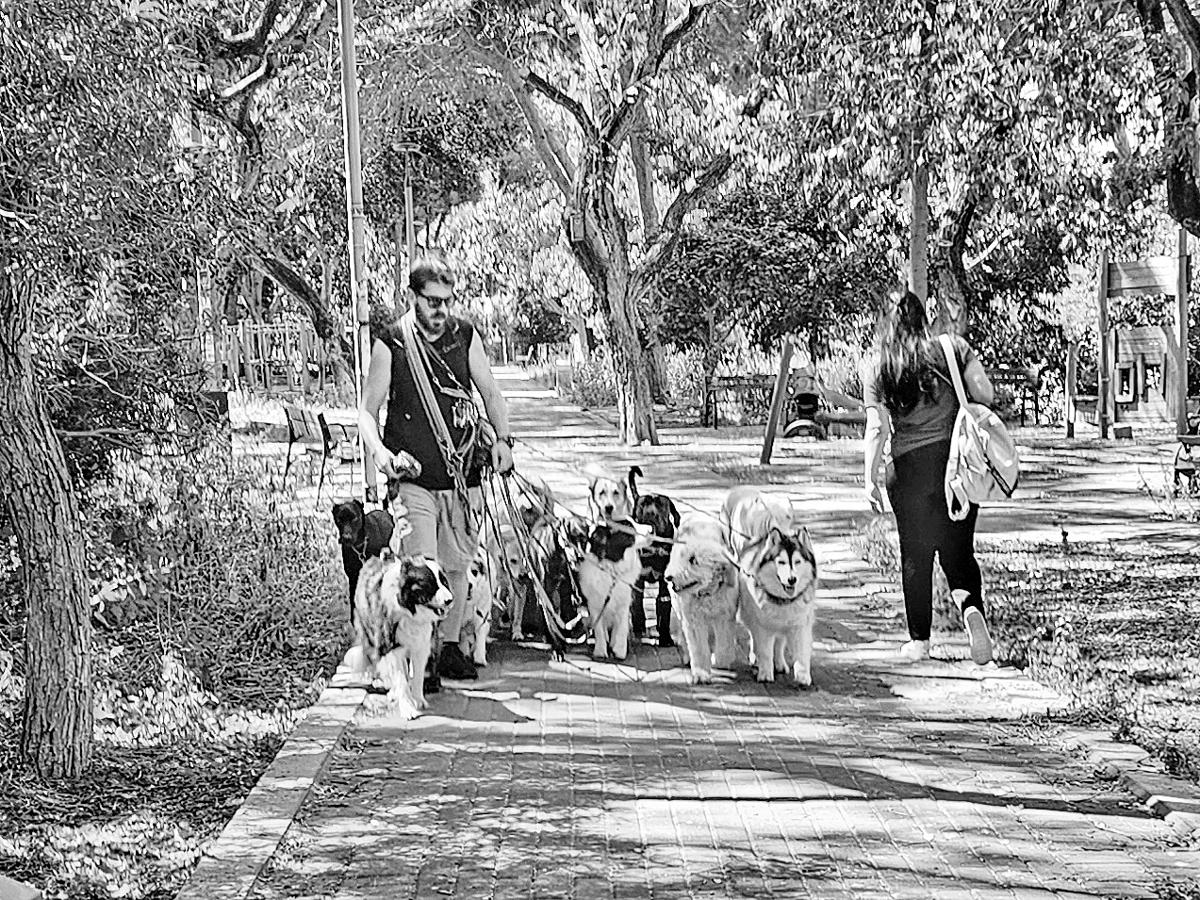 The walk