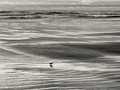 The Rhythm of Tides
