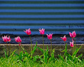Petals in Parallel