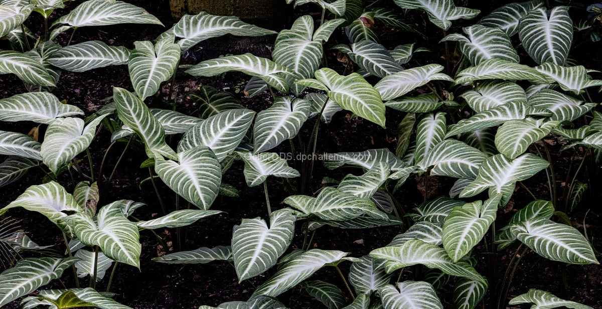 Phyllotaenium