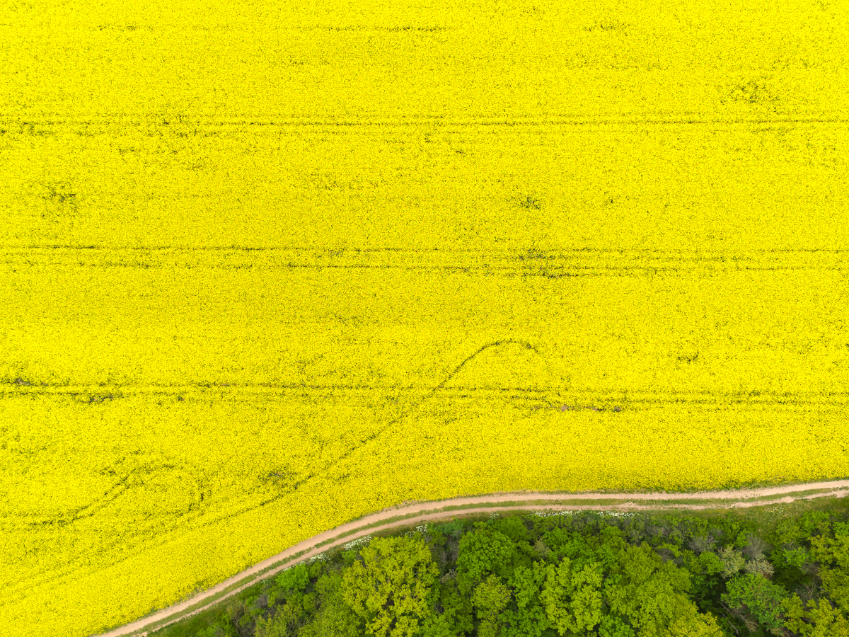 fields