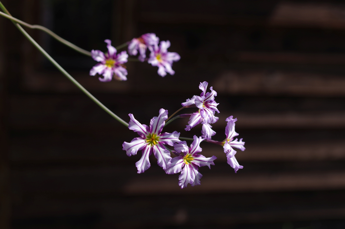 Leucocoryne