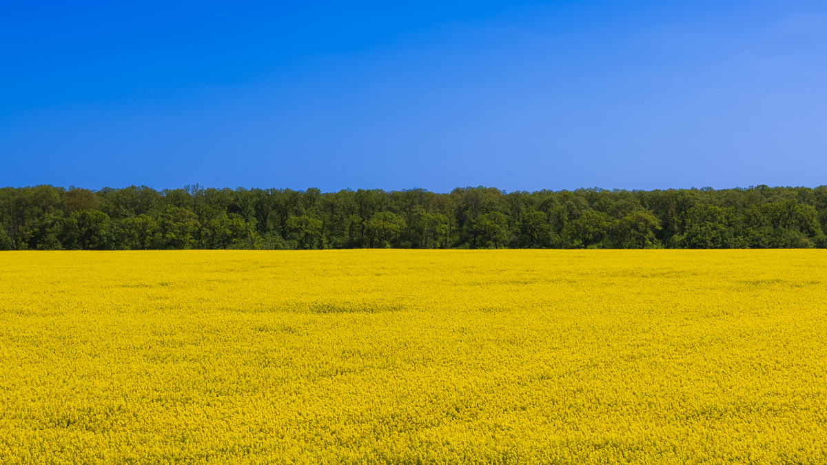 where blidivu field and vladiceasca forest meet