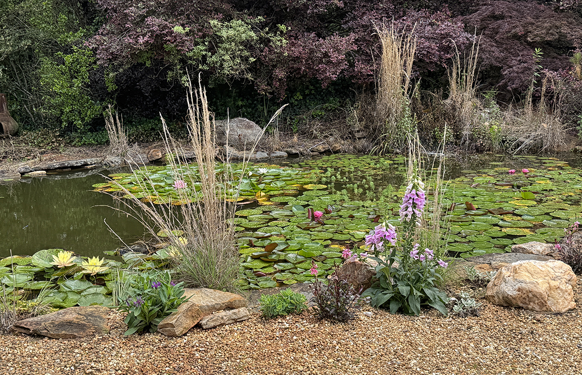 Pondscape