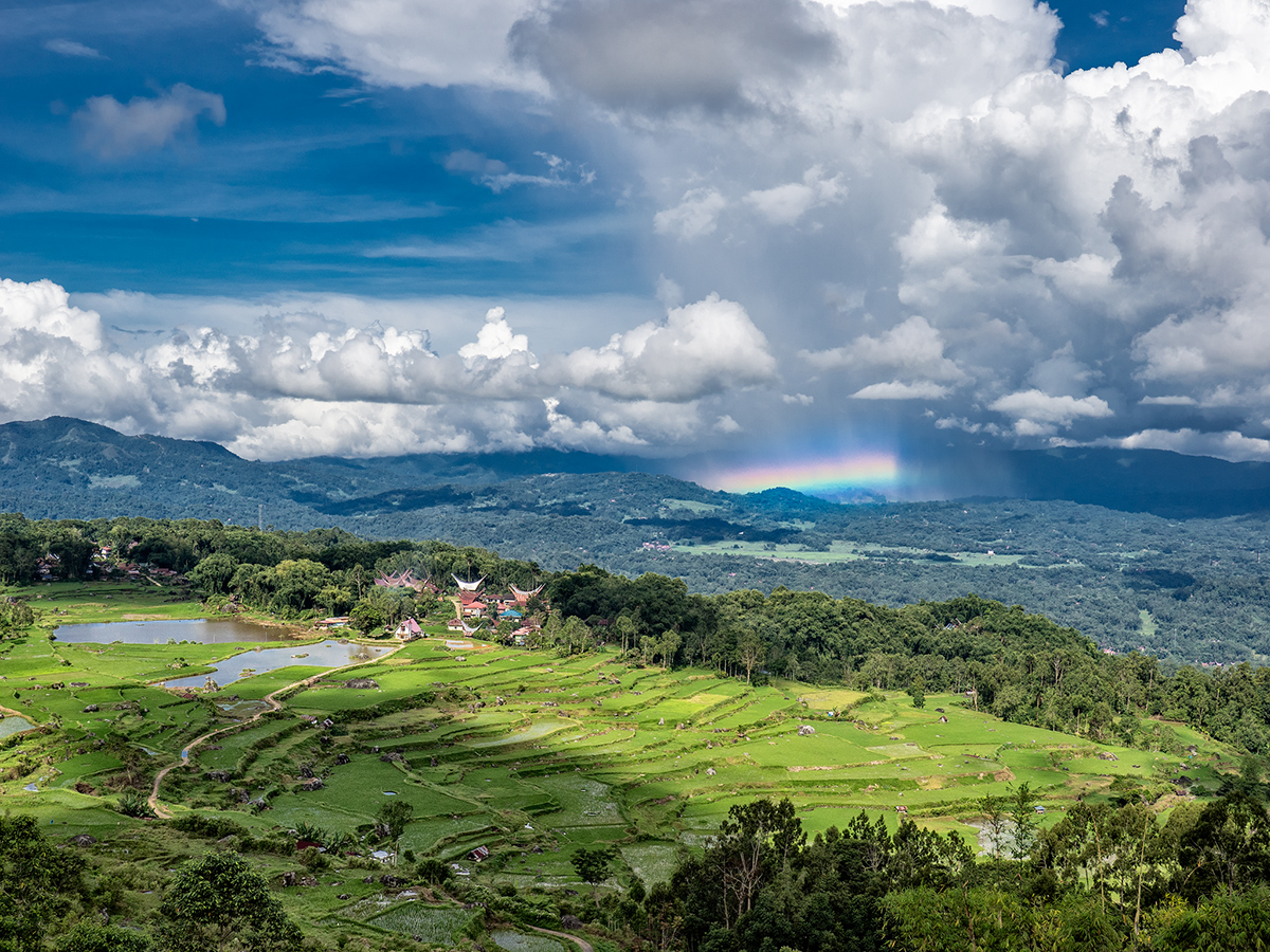 Rice terraces of Sulawesi