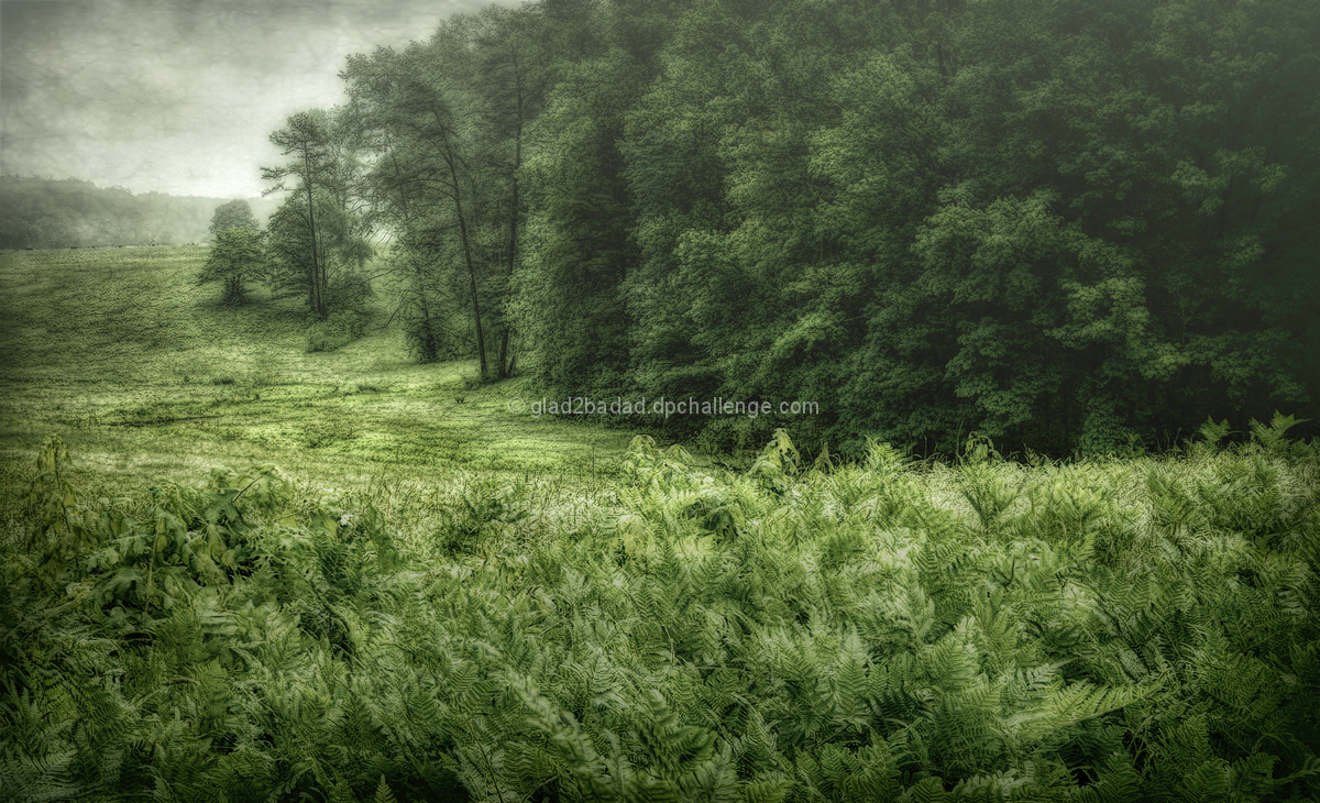 Misty Morning After