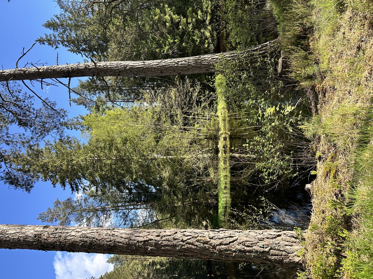 Just Nature