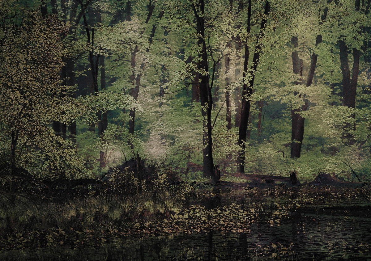 woodland fancy