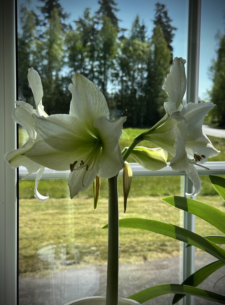 White Amaryllis in my window