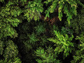 Canopy & Undergrowth
