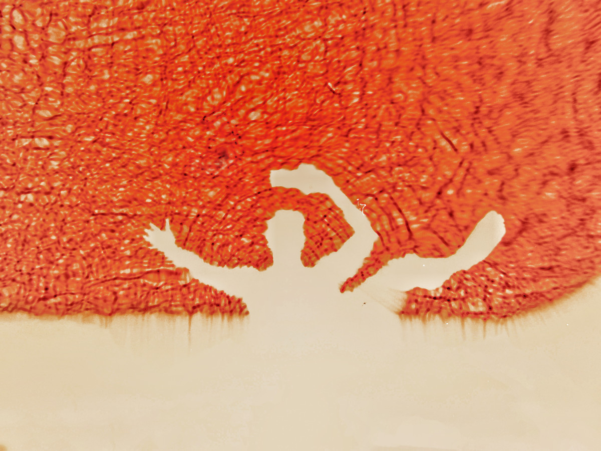 Free fall 