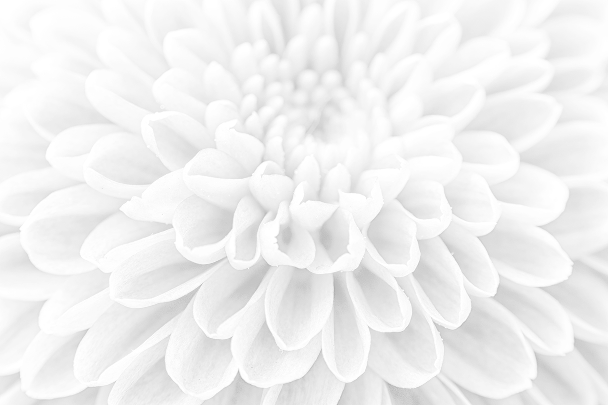 Dreamy white