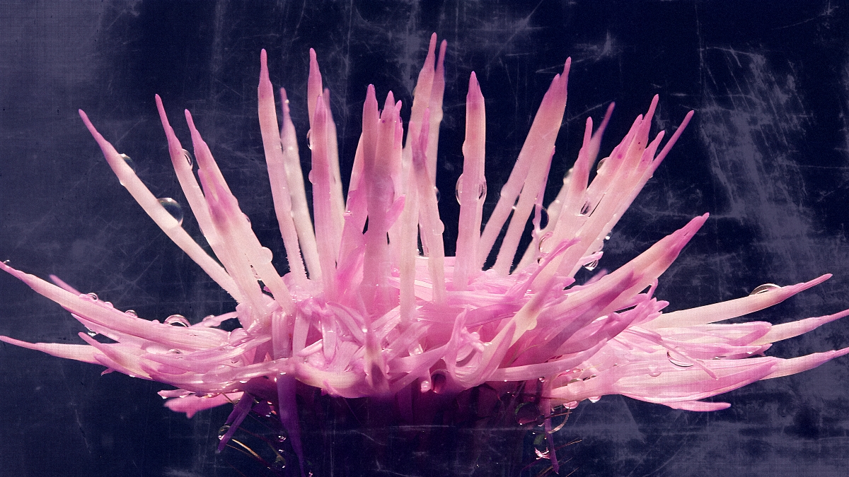 Prickly in Pink