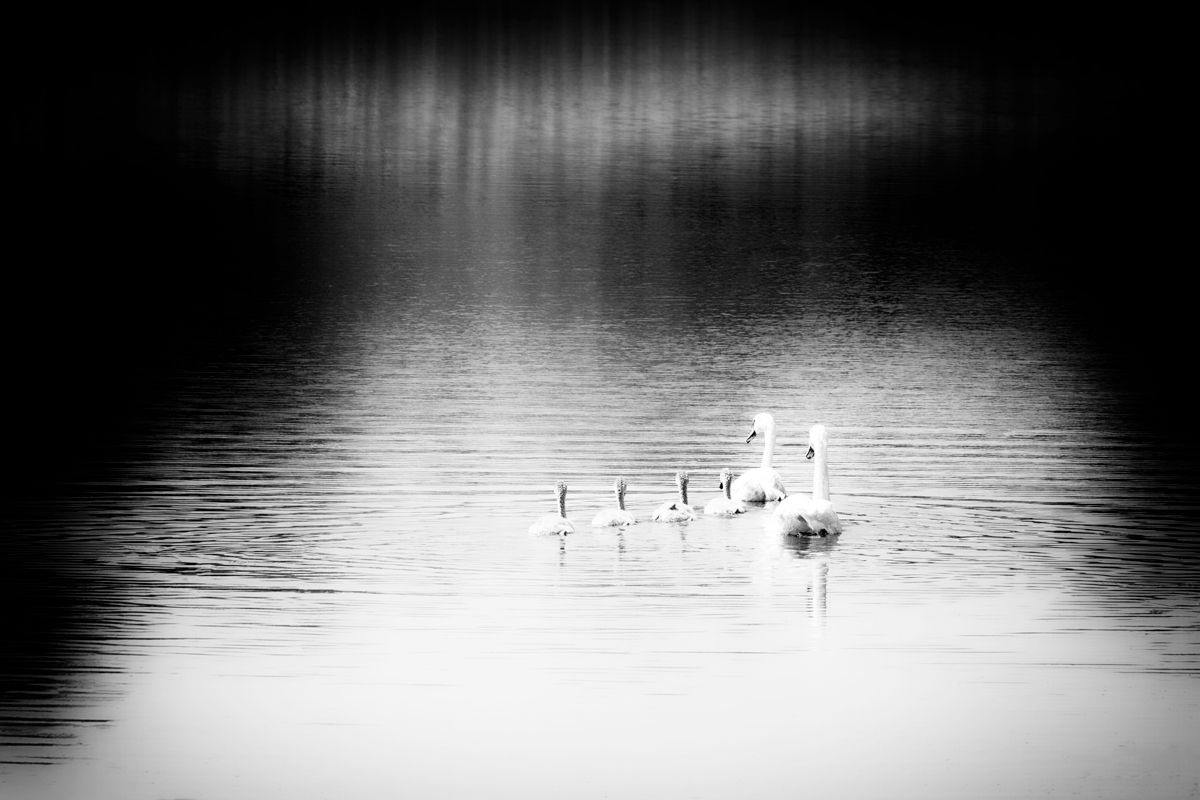 swan family