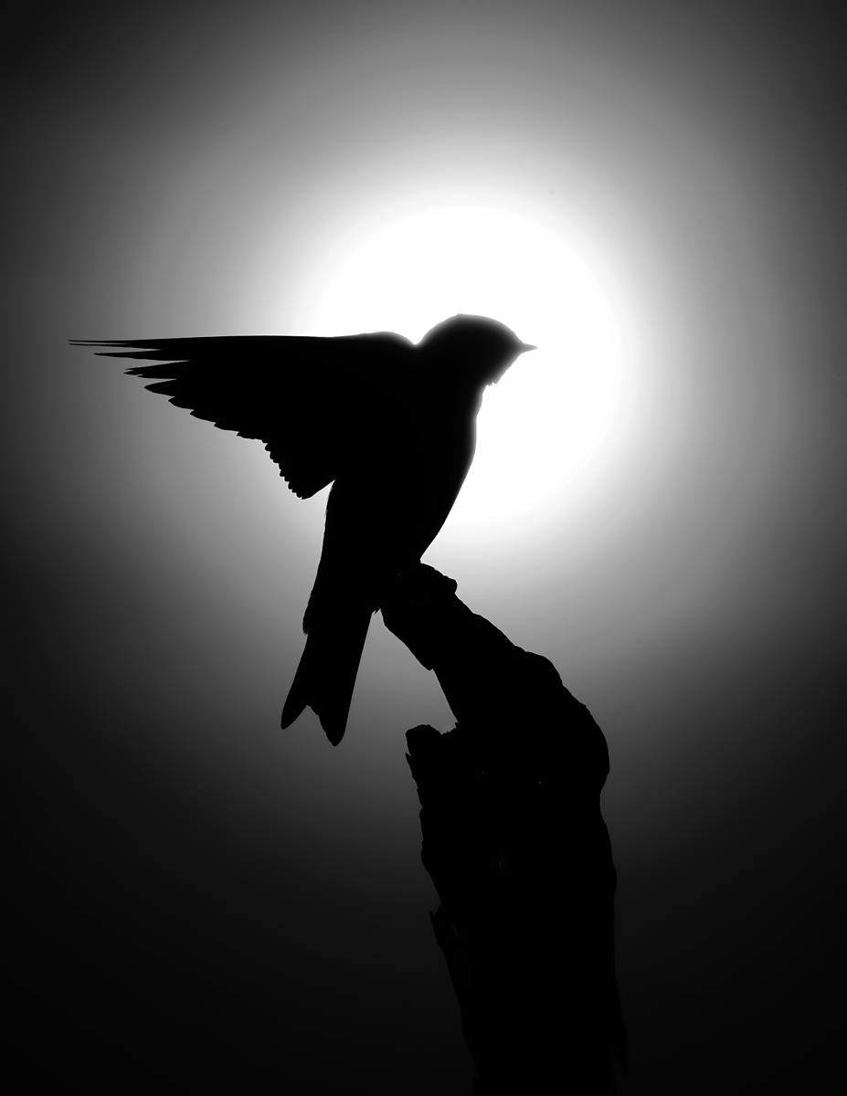 Fly high
